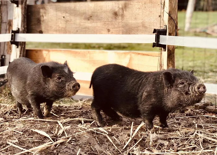 La Belle Vie Appartement